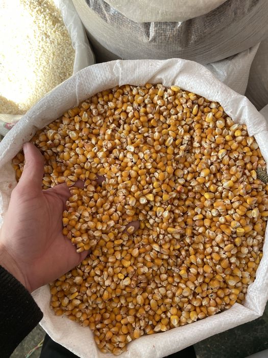 Amestec porumbei , mancare poumbei , mix porumbei