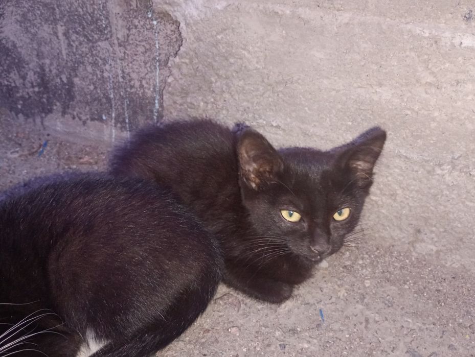 Отдадим котят две девочки