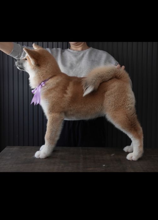 Щенки Акита Ину (Хатико)