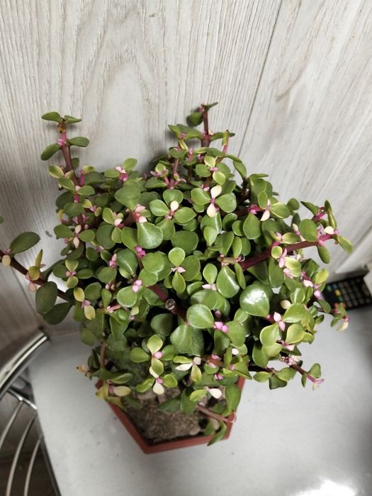 Продам денежное дерево