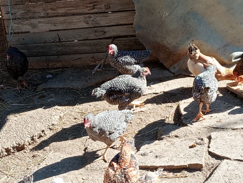 Vând cocoș de carne și ouă