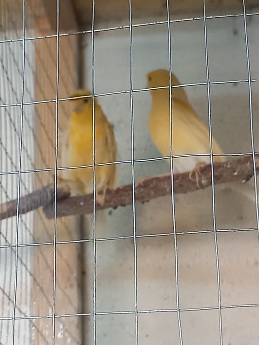 Канарейки продам