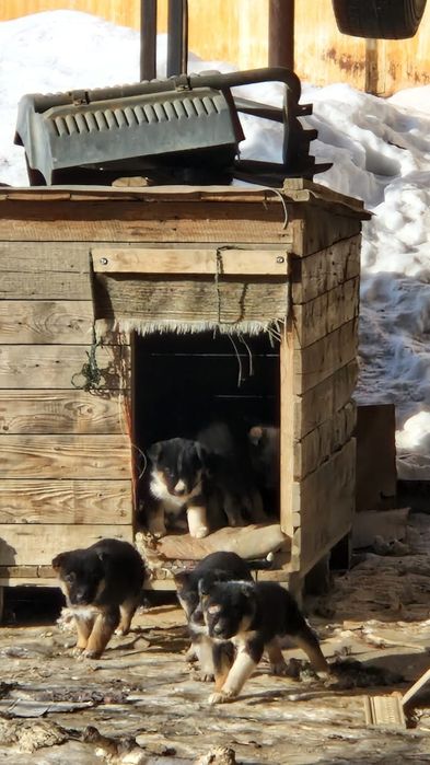 Отдам щенков в добрые руки