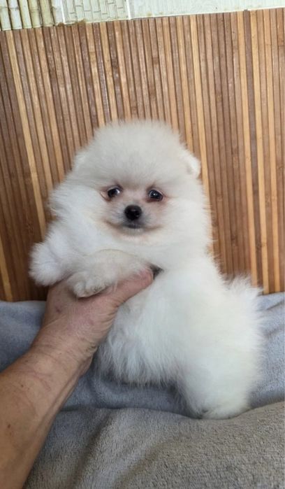 Продавам померан