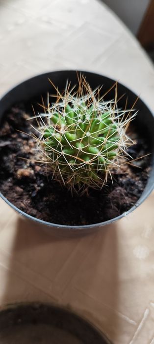 Цветы домашние с подоконника