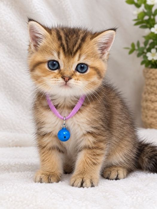 Продаётся  шотландский котёнок Скотиш Страйт.