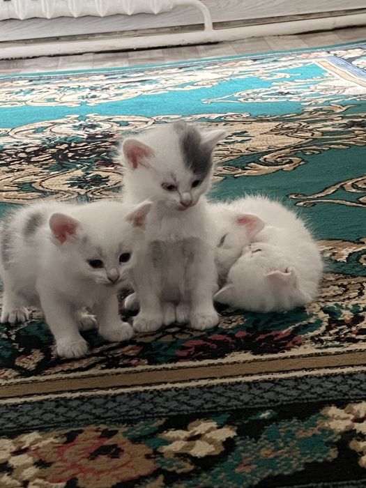 Котята 3мальчика и 1девочка