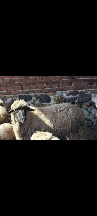 Продавам два овена и един пръч  цена за бр