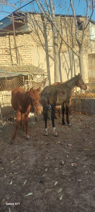 От той эркак 2 та ургочи 1 та