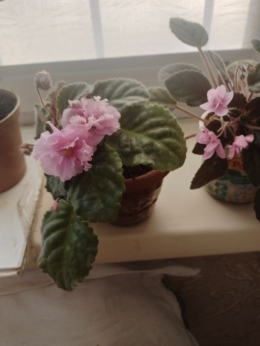 Продам цветы за 500 тенге штука