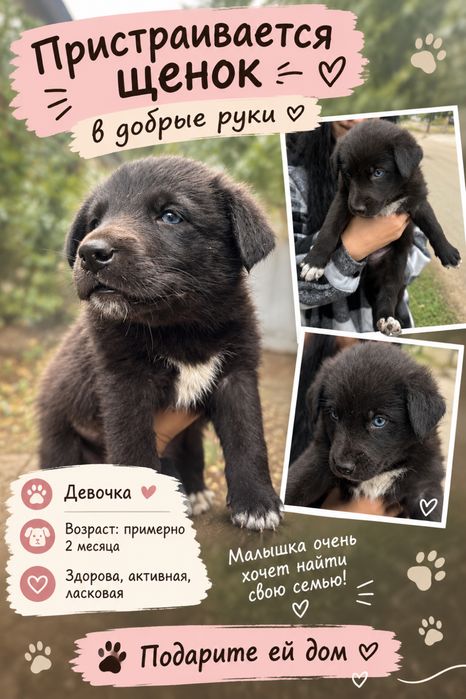 Щенок в добрые руки