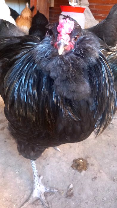 Петли Амераукана 4 броя