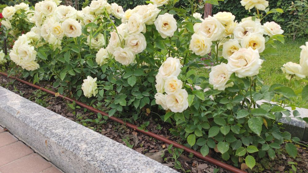 Декоративное капельное орошение. Капельная трубка коричневая и фитинги