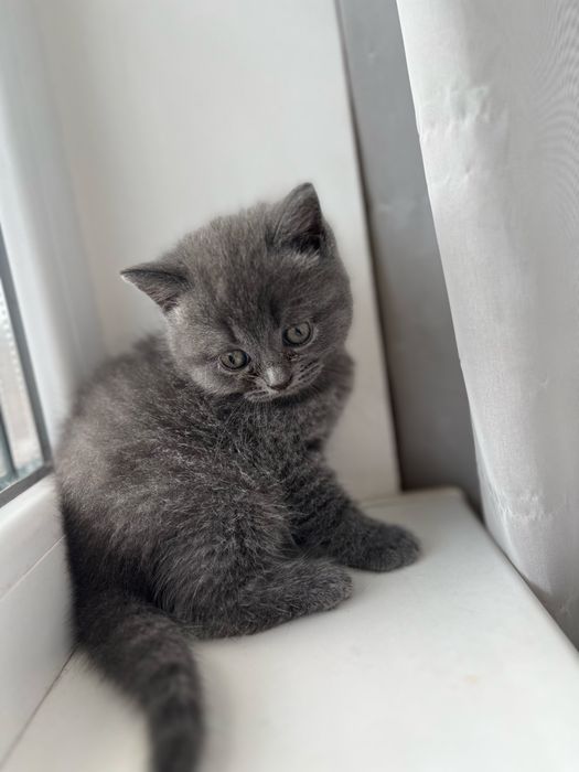 Британско котенце