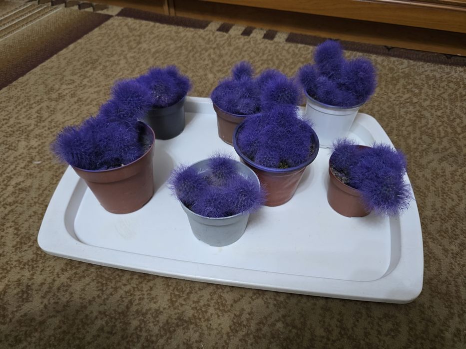 Продам маленькие кактусы.