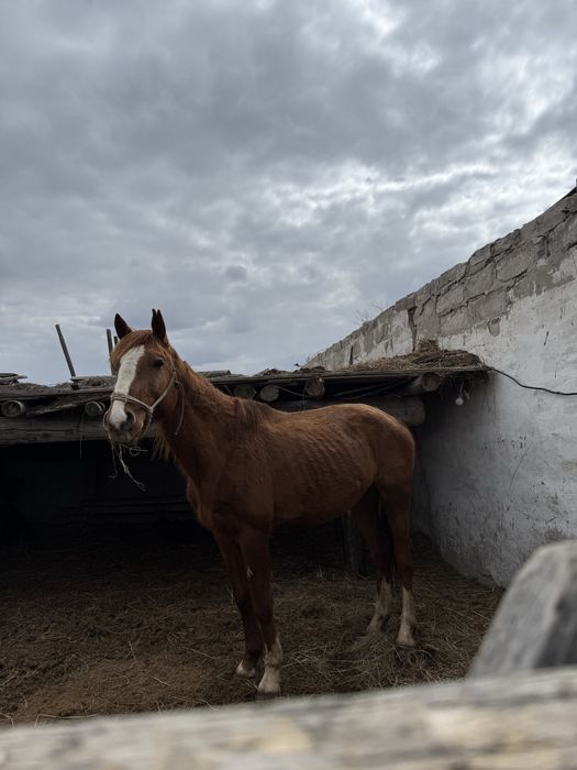 Полукровка айғыр сатылады