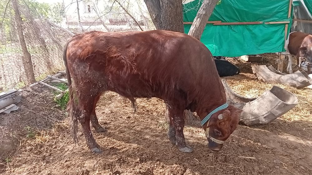 Хокиз сотилади тиш бузган