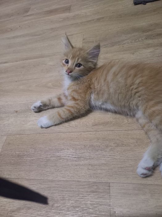 Отдам котят в добрые руки