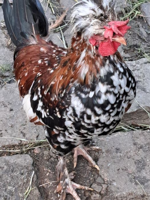 Cocos pitic de vanzare