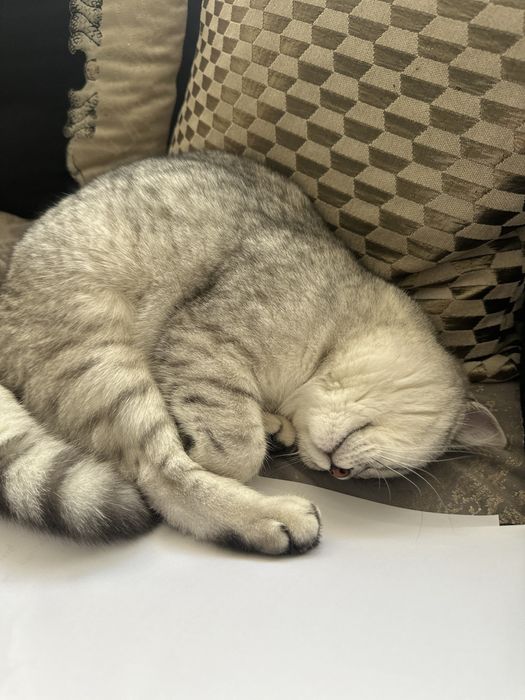 Petsitter/ingrijitor de animale de companie