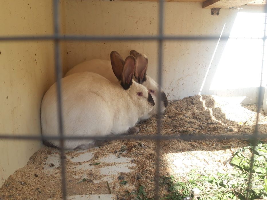 Продаётся кролики Калифорнийские