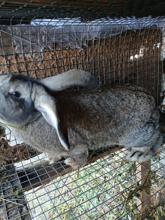 Продам больших крликов