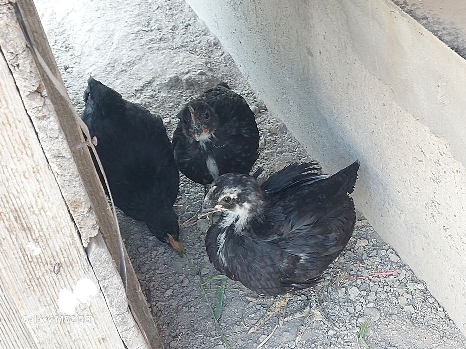 Qora tovuq jojalari 27 dona 1 oylik 26 ta qora 1 ta oq kasali yo'q