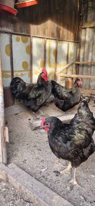 Vand oua de Jersy Giant