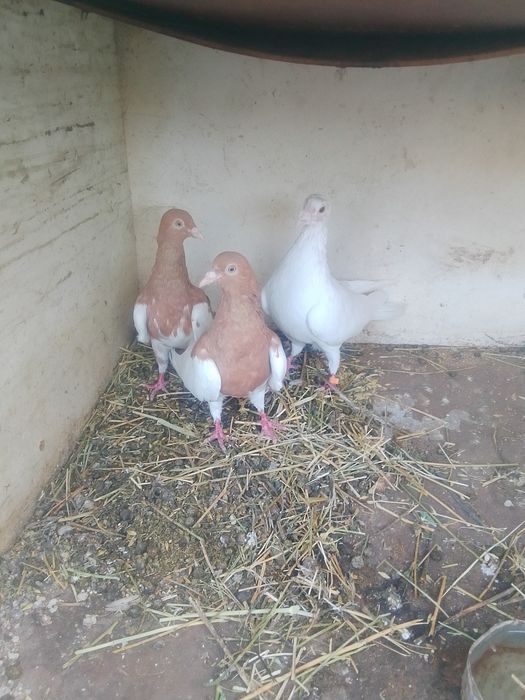 Продам голубей продам