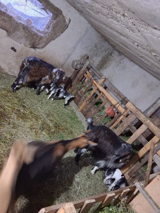 Vînd trei capre ,fiecare cu cîte trei iezi,caprele sint tinere la a doua fătare.