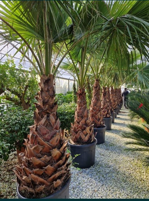 Palmieri Phoenix Canariensis, Trachycarpus fortunei, Chamaeros Excelsa, Washingtonia, Humilis Cycas Sagotier, Bambus, Yucca rostrata.