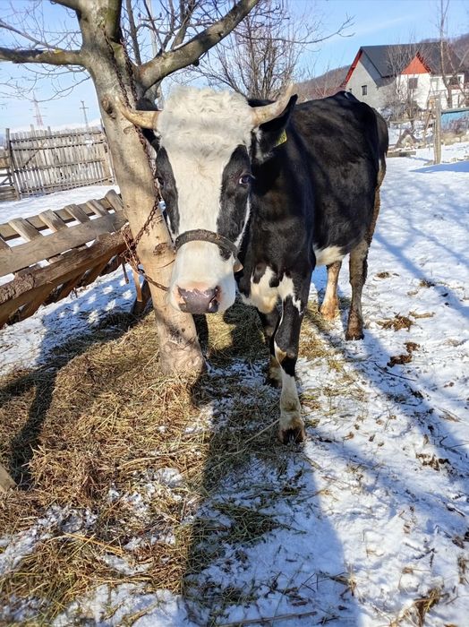 Vând vacă cu lapte