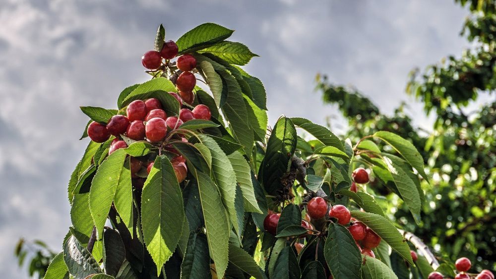 Pomi Fructiferi Stravechi Glia Stramoseasca (Cires )