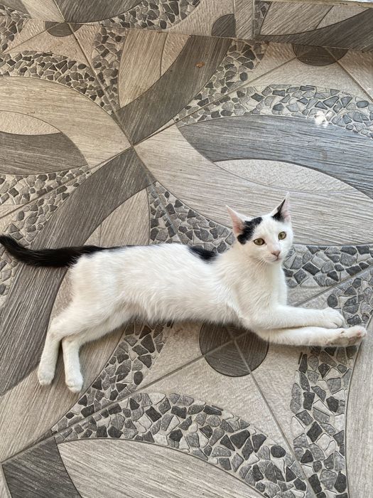 Малки котенца (спешно търсим дом)