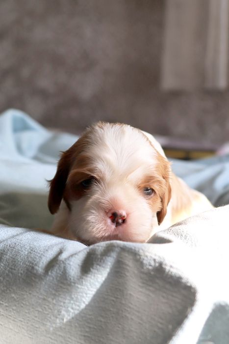 Чудесная девочка кавалер кинг чарльз спаниель