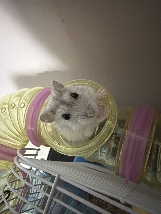 Милый хомяк ищет новый дом