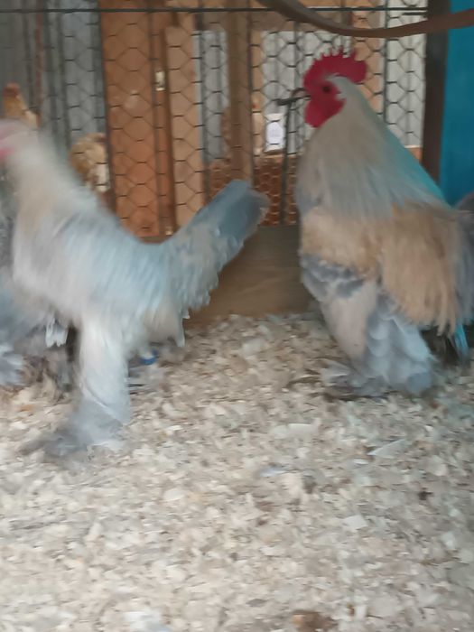 OFERTA 3+1 GRATIS,oua de incubat mii de flori