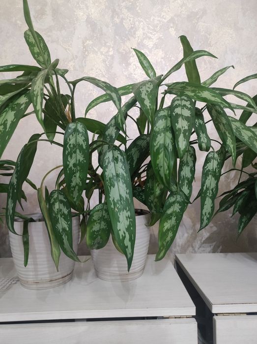 Продам растения домашние цветы