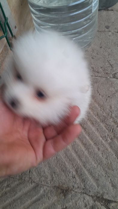 Мини Померанчета