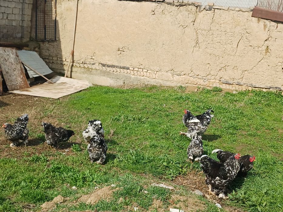 Продаются мрамор брама осталрсь 3 петуха