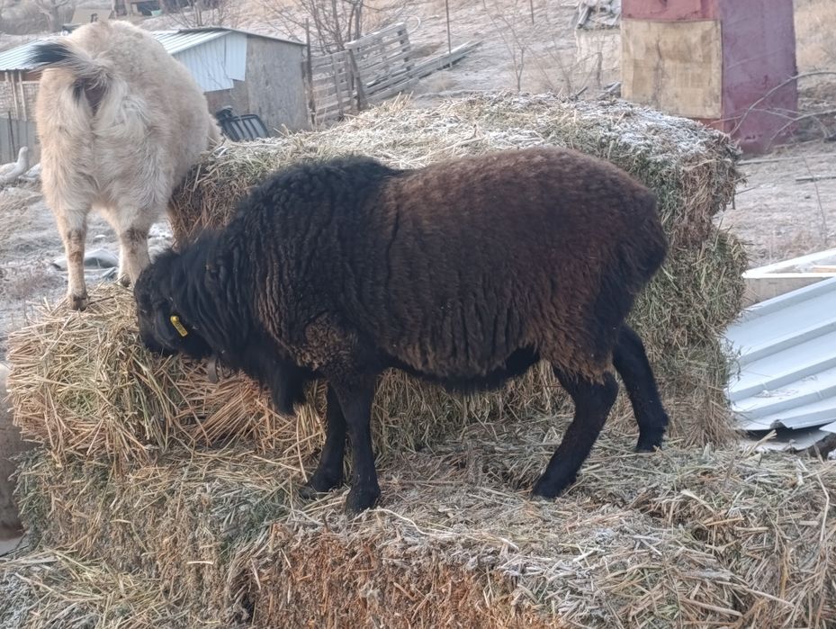 Мощный Кошкар  улучшитель