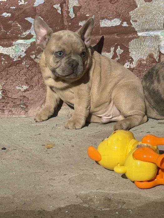 Baietel Bulldog Francez 3luni