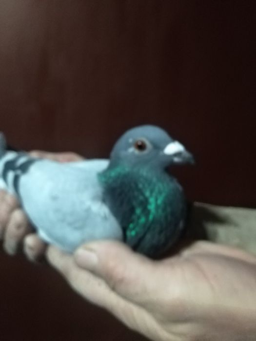 Пощенски гълъби немски и румънски