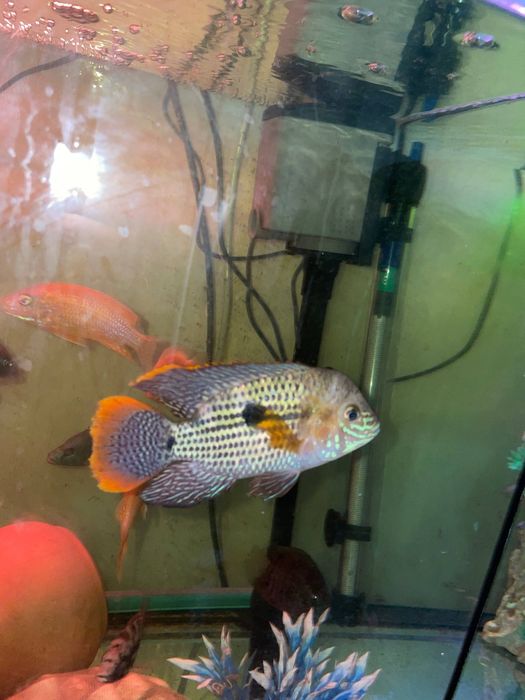 Продаются рыбки цихлиды