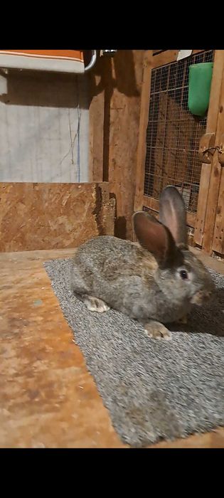 Tineret uriaș german