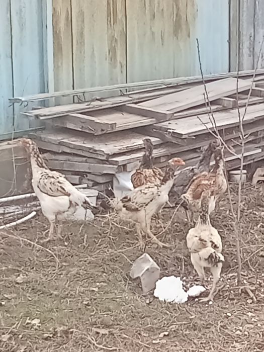 Даканы даканих куры