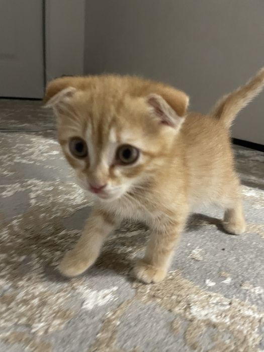 Котенок 2 мес, вислоухий