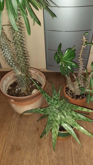 Пахиподиумы Суккуленты Цветы