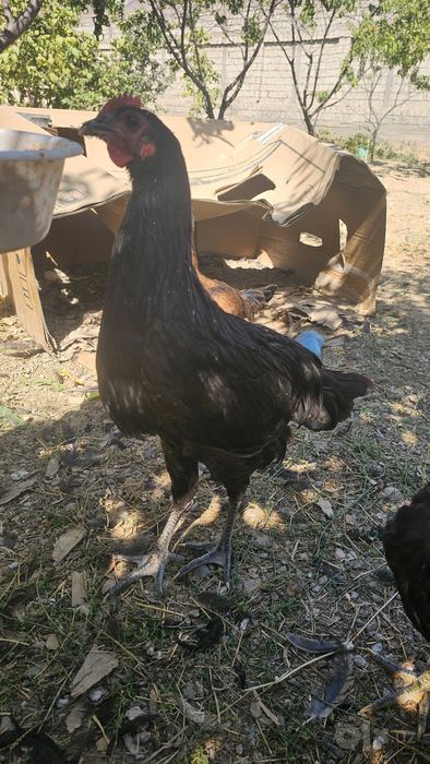 Australorp va Jersi gigant jo'jalari  sotiladi narxi 100 ming so'mdan