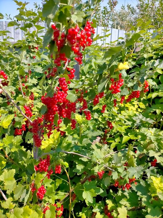 Продам саженцы смородины красной.
